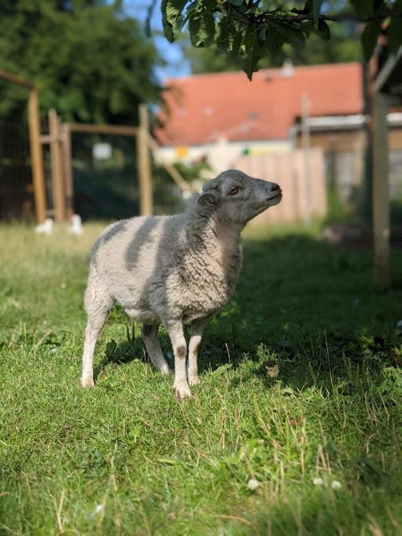 Lauta Helenes Ferienwohnung Auf Dem Bauernhof - Lausitzer Seenland מראה חיצוני תמונה