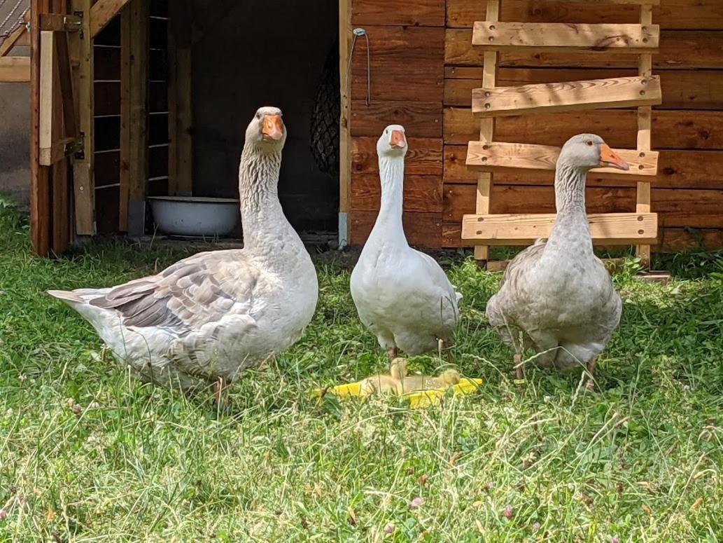 Lauta Helenes Ferienwohnung Auf Dem Bauernhof - Lausitzer Seenland מראה חיצוני תמונה