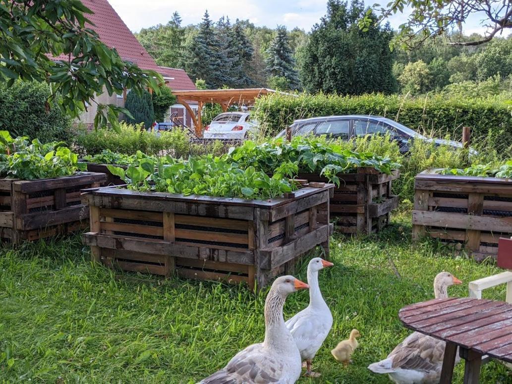 Lauta Helenes Ferienwohnung Auf Dem Bauernhof - Lausitzer Seenland מראה חיצוני תמונה