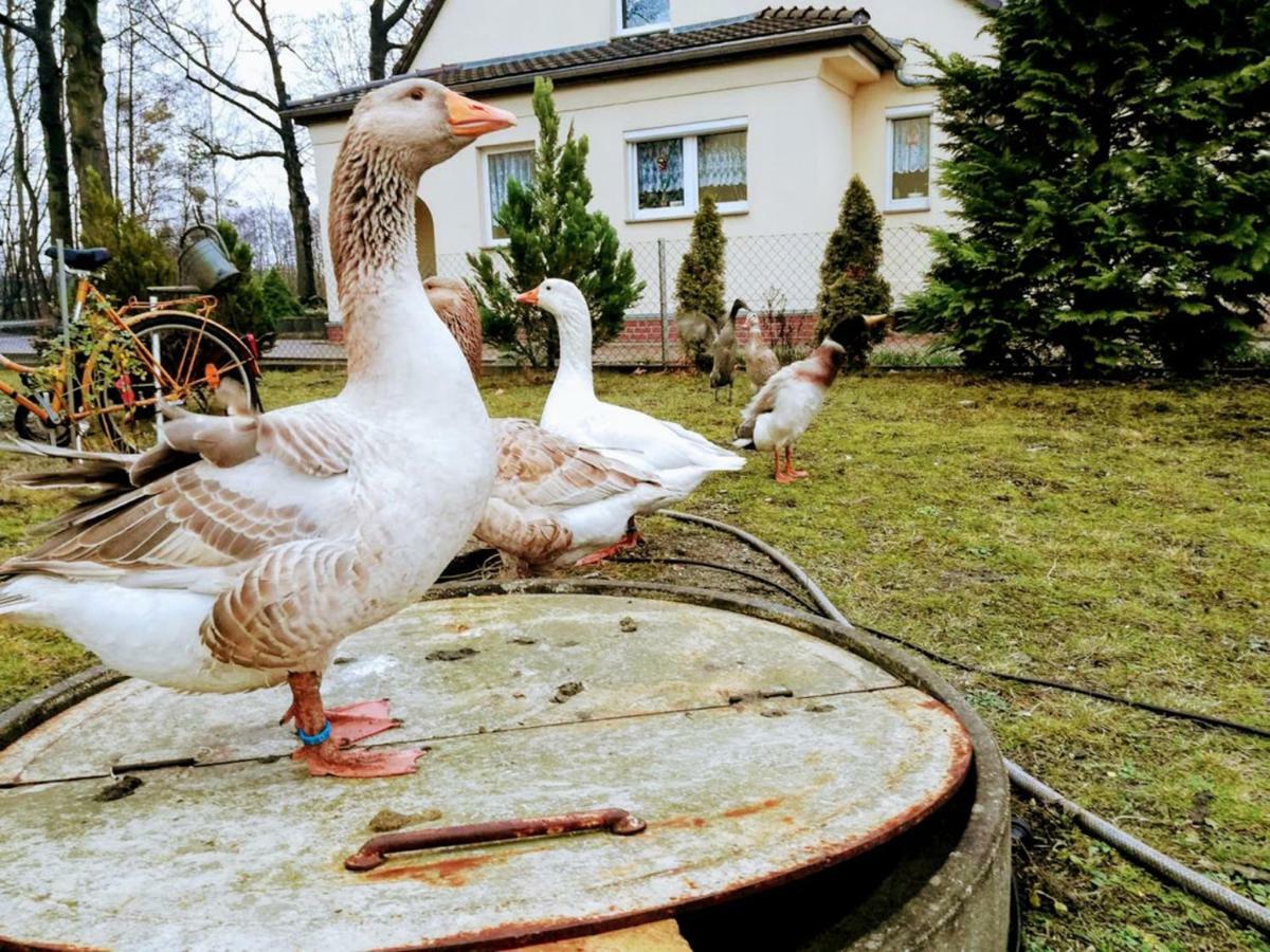 Lauta Helenes Ferienwohnung Auf Dem Bauernhof - Lausitzer Seenland מראה חיצוני תמונה